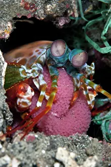 Shellfishes: Mantis Shrimp - with eggs