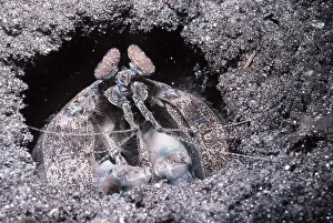 Valerie & Ron Taylor: MANTIS SHRIMP - LOOKS OUT HOLE