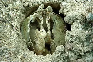 Caroline: Mantis shrimp (Lysiosquillina glabriuscula) looking