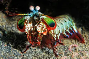 Dwellers: Mantis shrimp (Odontodactylus scyllarus) in front
