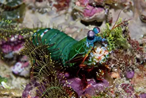 Stomatopoda: Mantis shrimp (Stomatopoda) using club-like