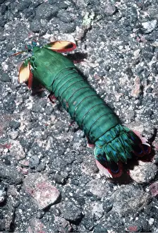 Valerie & Ron Taylor: MANTIS SHRIMP(GREEN) - ON SEABED
