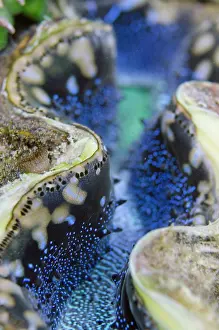 Maxima: Mantle of Small Giant Clam - NusaBay Menjangan Hotel house r