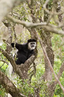Colobus: Mantled Colobus