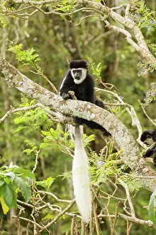 Colobus: Mantled Colobus