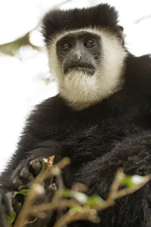 Colobus: Mantled Colobus