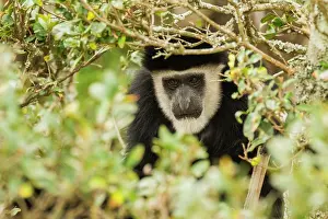 Colobus: Mantled Colobus