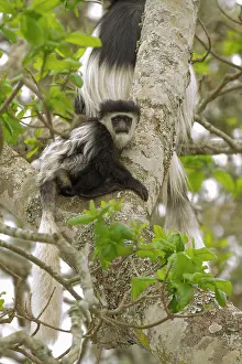 Colobus: Mantled Colobus