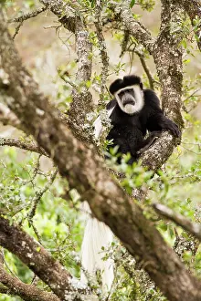Colobus: Mantled Colobus