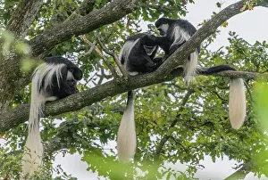 Abyssinian: Mantled guereza, Colobus guereza, grooming in tree