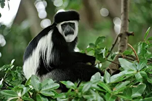 Colobus: Mantled Guereza - Eastern Black-and-white Colubus