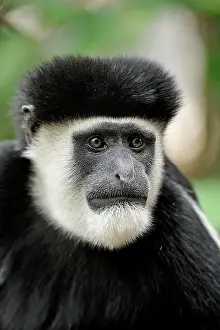 Colobus: Mantled Guereza - Eastern Black-and-white Colubus
