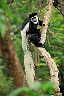 Colobus: Mantled Guereza - Eastern Black-and-white Colubus