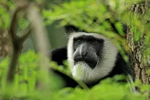 Colobus: Mantled Guereza - Eastern Black-and-white Colubus