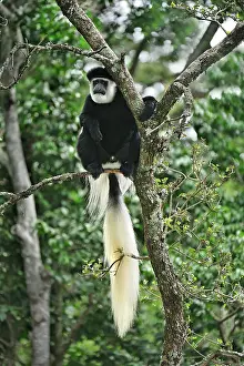 Colobus: Mantled Guereza - Eastern Black-and-white Colubus