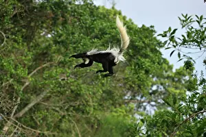 Colobus: Mantled Guereza - Eastern Black-and-white Colubus