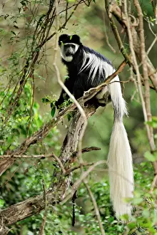 Colobus: Mantled Guereza - Eastern Black-and-white Colubus