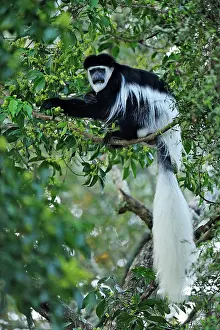 Colobus: Mantled Guereza - Eastern Black-and-white Colubus