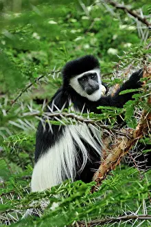Colobus: Mantled Guereza - Eastern Black-and-white Colubus