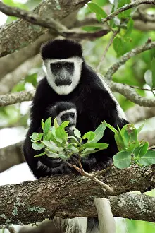 Colobus: Mantled Guereza / Eastern Black and White Colubus