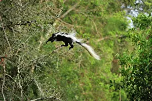 Colobus: Mantled Guereza / Eastern Black and White Colubus