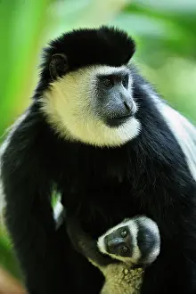 Colobus: Mantled Guereza / Eastern Black and White Colubus