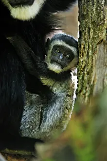 Colobus: Mantled Guereza / Eastern Black and White Colubus