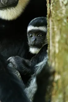 Colobus: Mantled Guereza / Eastern Black and White Colubus