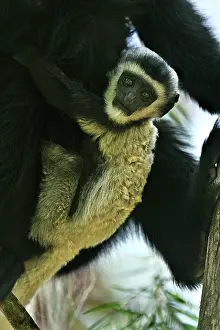Colobus: Mantled Guereza / Eastern Black and White Colubus