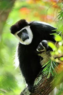 Colobus: Mantled Guereza / Eastern Black and White Colubus