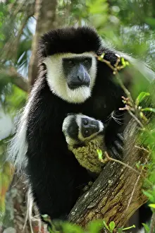 Colobus: Mantled Guereza / Eastern Black and White Colubus