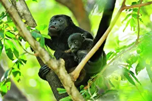 Howling: Mantled Howler / Golden-mantled Howling Monkey -
