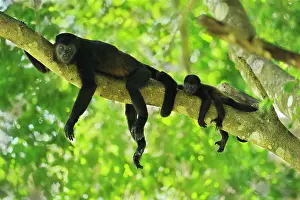 Howling: Mantled Howler / Golden-mantled Howling Monkey -