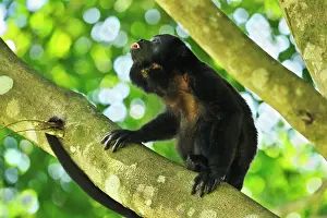 Howling: Mantled Howler / Golden-mantled Howling Monkey -