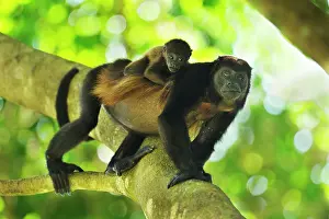 Howling: Mantled Howler / Golden-mantled Howling Monkey -