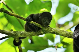 Howling: Mantled Howler / Golden-mantled Howling Monkey -