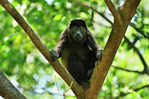 Howling: Mantled Howler / Golden-mantled Howling Monkey Cahuita