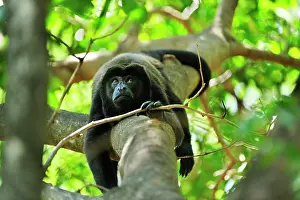 Howling: Mantled Howler / Golden-mantled Howling Monkey Cahuita