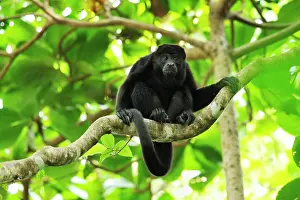 Howling: Mantled Howler / Golden-mantled Howling Monkey Cahuita