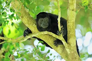 Howling: Mantled Howler / Golden-mantled Howling Monkey Cahuita