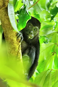 Howling: Mantled Howler / Golden-mantled Howling Monkey Cahuita