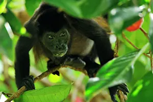 Howling: Mantled Howler / Golden-mantled Howling Monkey Cahuita