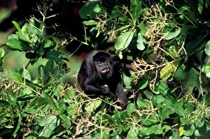 Howler: Mantled Howler Monkey