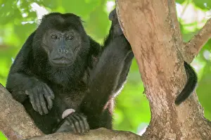 Prior: Mantled Howler Monkey