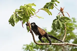 Howling: Mantled Howler Monkey