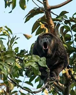 Howling: Mantled Howler Monkey adult howling on tree