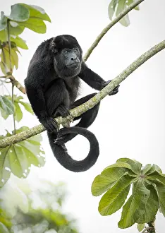Platyrrhini: Mantled Howler Monkey (Alouatta palliata), adult
