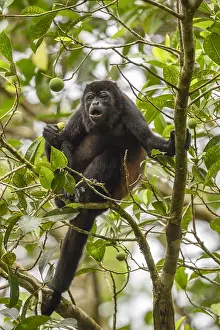 Howler: Mantled Howler Monkey - Mantled Howler Monkey in