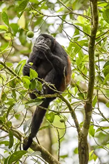 Howler: Mantled Howler Monkey - Mantled Howler Monkey in