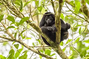 Howler: Mantled Howler Monkey - Mantled Howler Monkey in